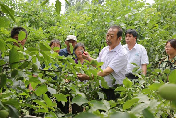 圖為李保國在田間為農(nóng)戶講解核桃栽培實(shí)用技術(shù)。